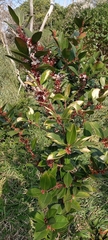 Acokanthera oppositifolia