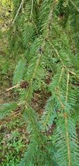 Picea abies