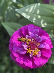 Chauliognathus pensylvanicus