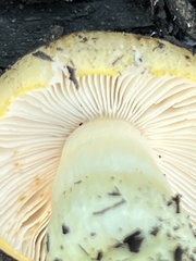 Tricholoma equestre