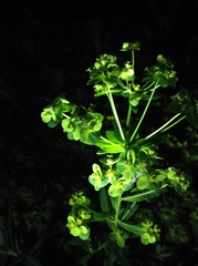 Euphorbia pekinensis
