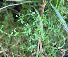 Galium tinctorium
