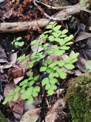 Adiantum