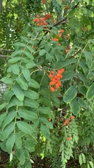 Sorbus aucuparia