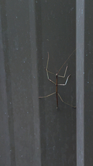 Diapheromera femorata