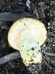 Tricholoma equestre