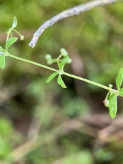 Galium tinctorium