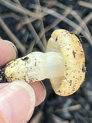 Tricholoma equestre