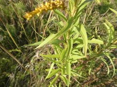Solidago
