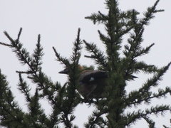 Garrulus glandarius