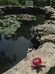 Nymphaea × khurooi