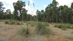 Xanthorrhoea gracilis