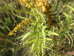 Solidago