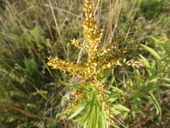 Solidago