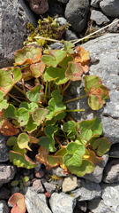 Oxyria digyna