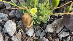 Papaver radicatum