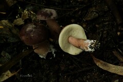 Tylopilus rubrobrunneus