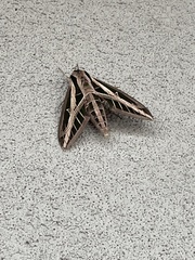 Eumorpha fasciatus