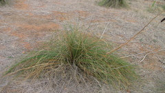 Xanthorrhoea gracilis