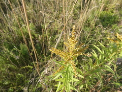 Solidago
