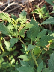 Physalis angulata