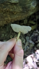 Helvella