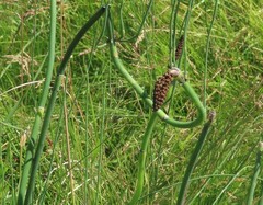 Equisetum laevigatum