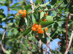 Lonicera tatarica