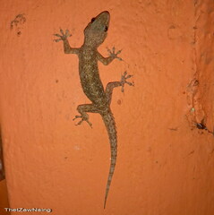 Hemidactylus brookii