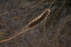 Xanthorrhoea gracilis