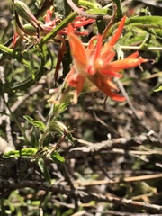 Castilleja applegatei pinetorum