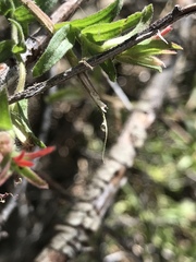 Castilleja applegatei pinetorum