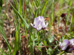 Astragalus breweri