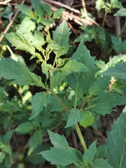 Physalis angulata
