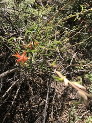 Castilleja applegatei pinetorum