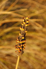 Xanthorrhoea gracilis