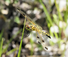 Celithemis elisa