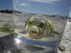 Arothron immaculatus