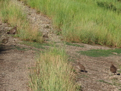 Dendragapus obscurus