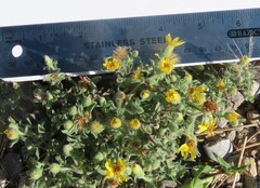 Heterotheca villosa