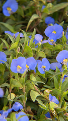 Commelina erecta