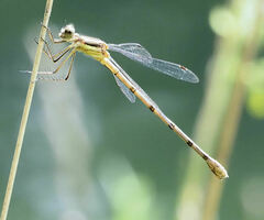 Lestes rectangularis