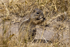 Euxerus erythropus