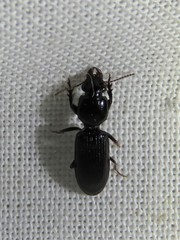 Clivina