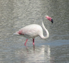 Phoenicopterus roseus