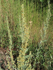 Artemisia absinthium