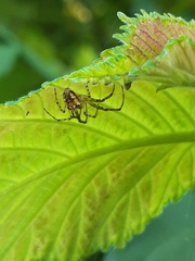 Metellina segmentata