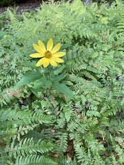 Helianthus decapetalus