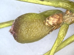 Amphibolips