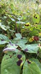 Hyphantria cunea